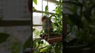 Baby parakeet relaxing 😎 parakeets budgies birds birdslover budgiesparakeet babybirds parrot [upl. by Ahsikad]