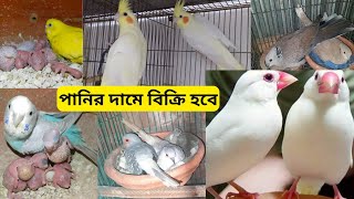 পানির দামে বিক্রি হবে।lovebird pricebudgerigarJavabirdkokatel price 1080p [upl. by Leahcimed82]