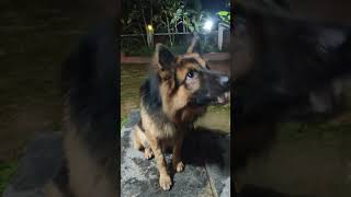 German Shepherd Ask For Fish  മീൻ ചോദിക്കുന്ന BRUNO germanshepherd kerala gsd pets [upl. by Nahoj]