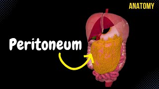 Peritoneum Parts Lesser amp Greater Omentum Mesentery Peritoneal Cavity [upl. by Leslie435]