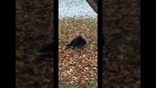 Porcupine in my yard😬😬 [upl. by Nileek]