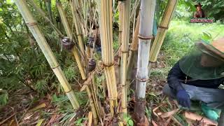 ไผ่ยักษ์ราชธานี…Dendrocalamus giganteus bicolor…ได้ฝนชุ่มฉ่ำ หน่อใหญลำใหญ่ [upl. by Fernyak208]