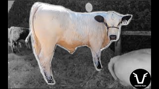 Is this BREED OF COW the NEXT BIG THING  VLOG 715 Aniwaniwa Speckle Parks [upl. by Nlocnil]