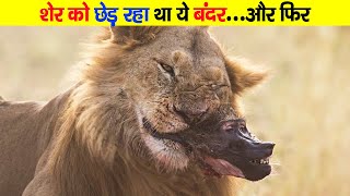 शेर को छेड़ रहा था ये बन्दर फिर जो हुआ Why Do Baboon Steal Lions Cubs Unseen World [upl. by Ardnuahc]