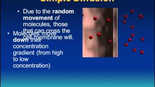 Transport Across Membranes IB Biology [upl. by Uba]