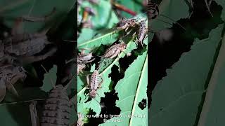 Can WildCaught Crickets Breed Successfully cricket farm shorts insects [upl. by Ahsenyt]