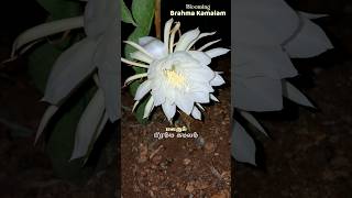 தெய்வீக மலர் பிரம்ம கமலம்  Brahma kamalam Blooming shorts blooming nishagandhi brahmakamalam [upl. by Janey]