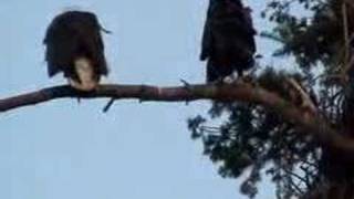 Bald Eagle Fledgling begging for food [upl. by Annahoj]