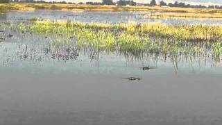 Northern Shovelers Feeding [upl. by Crowe]