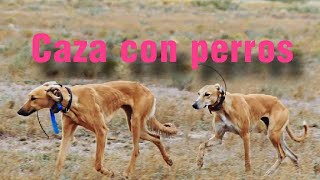 Galgo VS Liebre en el desierto greyhound saluki staghound [upl. by Borer]