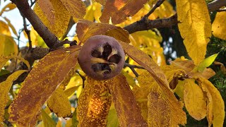 What is a Medlar and how to Blet Them [upl. by Hortensa]