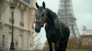 Guibert Paris  Un cheval en liberté dans Paris [upl. by Roux]