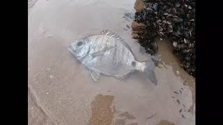 صيد سمك الشرغو من الشاطئ في ميراللفت Peche a La Plage Sauvage Mirleft [upl. by Gable]