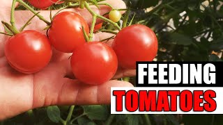 Easy Guide To Fertilizing Tomatoes  Garden Quickie Episode 146 [upl. by Nira41]