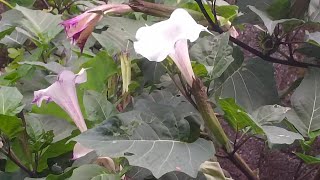 thornapple jimsonweed jimson weed or devils trumpet [upl. by Shannen]