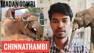 Chinna Thambi Issue  Tamil  Madan Gowri  Elephant [upl. by Atnima]