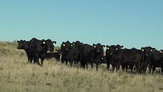 Groups 13 amp 17—Snake Creek Ranch Kansas Bull Bred Angus Heifers [upl. by Durant]