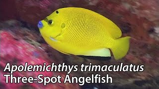 ThreeSpot Angelfish Apolemichthys trimaculatus Stock Footage  PAL DV [upl. by Ikim]