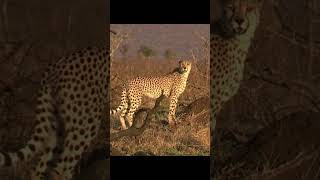 Lovely Cheetah Chirping in the Savanna  Acinonyx jubatus Sounds [upl. by Anez]