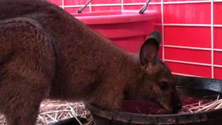 Fun at the County Fair 2011  The Petting Zoo [upl. by Eikceb]