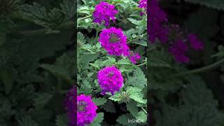 How to grow verbena from seeds shorts plants verbena [upl. by Phillip]