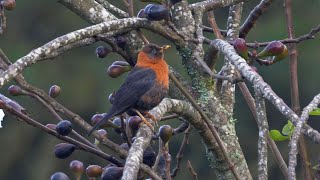 Rufouscollared Thrush and its Song [upl. by Durer389]