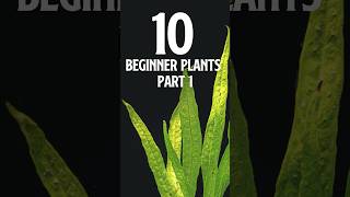 10 Beginner Aquatic Plants PT 1 [upl. by Helli]