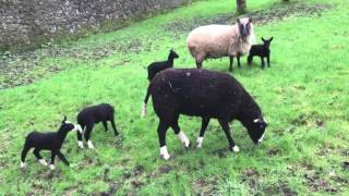 Turning Out New Lambs with the Cat Shepherd [upl. by Neros]