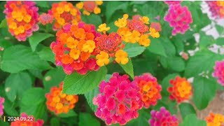 Lantana， 马缨丹 [upl. by Eittak]