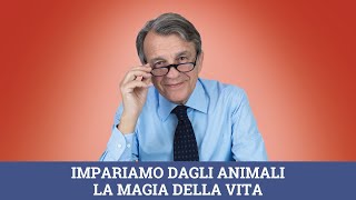 Impariamo dagli animali la magia della vita [upl. by Naryt]