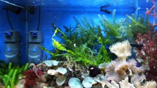 Flow of water in Seahorse tank [upl. by Anirdua]