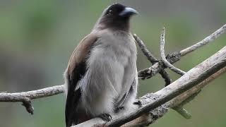 Grey Treepie And Its Call birdcalls [upl. by Ortensia]