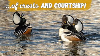 Hooded Merganser  Fantastic Crest and Humorous Courtship Display [upl. by Elleraj]