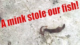 A mink stole our fish [upl. by Asnarepse]