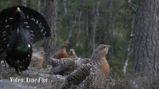 Tiurleik i Mykland i Froland våren 2011 Tiur og 23 røy Capercaillie lek [upl. by Libbna994]