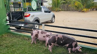 Porcos Suínos Vendidos para Caicó RN 🏜🐖🐷⏳️🙌 [upl. by Boniface]