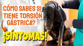 🐶¿CUÁLES son los SÍNTOMAS de la TORSIÓN GÁSTRICA en PERROS❓ [upl. by Curcio]