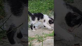 CAT TEST cat TEST cats catvideos catshorts animals animal like [upl. by Ideih]