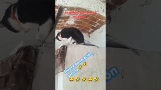 Nueva generación gatuna 🤣 funnyshorts funny cat [upl. by Aiahc153]