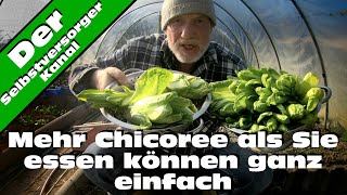 Chicoree mehr als Sie essen können selbst anbauen [upl. by Kunkle]