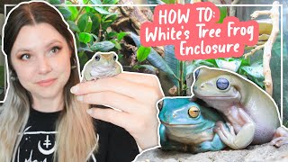 How To Set Up A Whites Tree Frog Enclosure [upl. by Nonad]