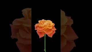 time lapsegrowthflowersflowergardeninggrowrelaxing videosplant growing time lapse short [upl. by Deni]