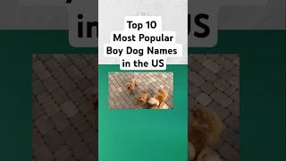 Most Popular Male Dog Names in the United States [upl. by Jeffie148]