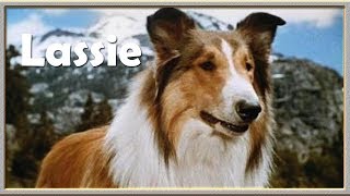 Lassie  Intro amp Outro 1954 [upl. by Kere580]