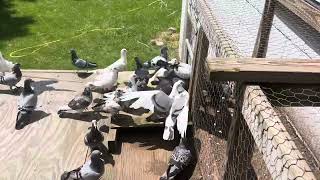 Trap time 45 seconds Pigeons love their home [upl. by Rafaelle]