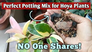 Hoya Plant Care Potting Mix All I Do to Make Potting Mix for Hoya Plants [upl. by Merri353]