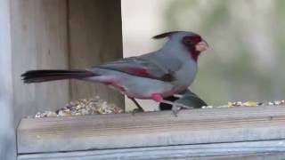 Pyrrhuloxia Cardinalis sinuatus aka Desert Cardinal Male at Feeder Davis Mountains SP [upl. by Paulsen]