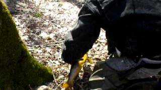 Trout Fishing Cincinnati Creek in Oneida County New York [upl. by Esilehc]