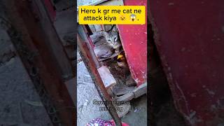 Hero k gr me cat ne attack kiya 😺😱 minivlog pigeonvlogger shorts [upl. by Ahsiekal]