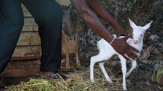 An albino deer A rare gift of nature [upl. by Akinor604]